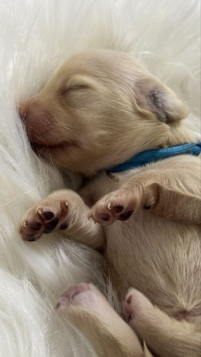 Jamnik Kremowy (English Cream) -  Rodzice Wolni od Chorób Genetycznych