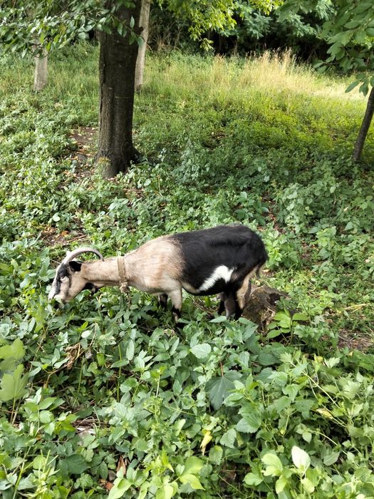 Продам дійну молоду козу