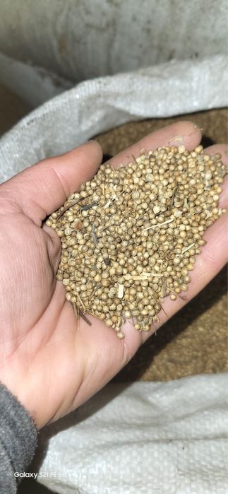 Продам Коріандр Гірчиця