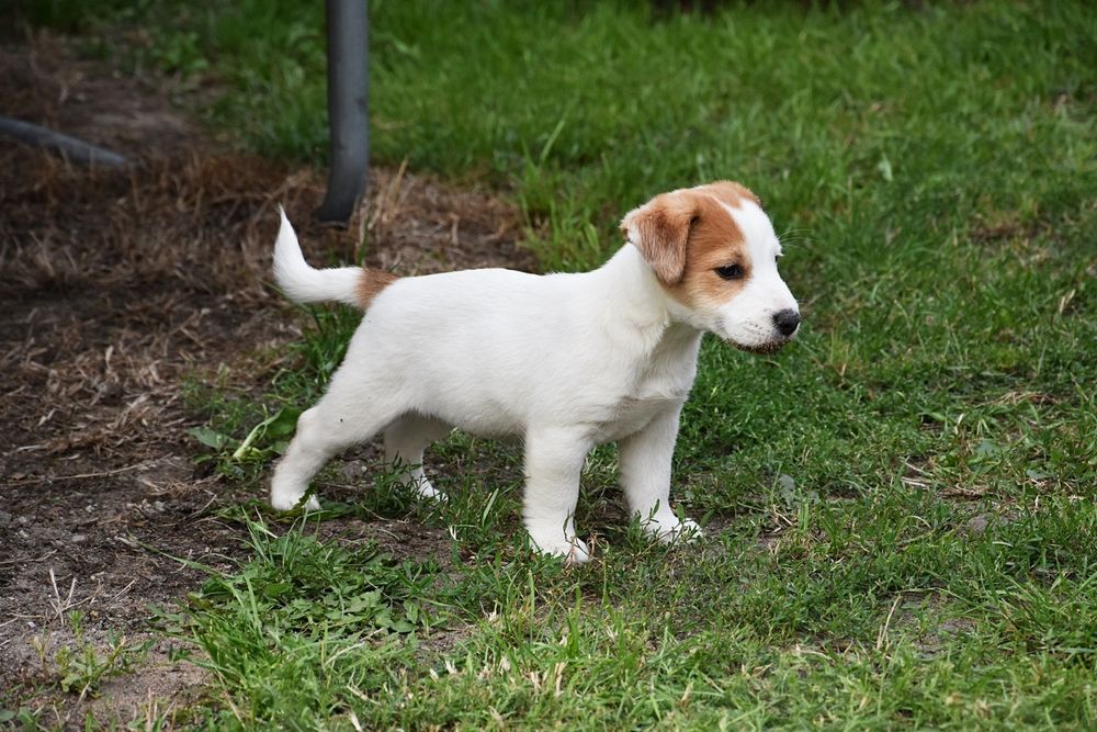 Jack Russell Terrier piesek !