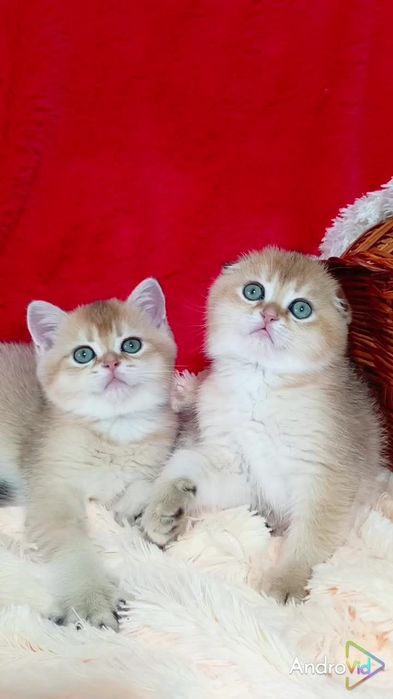 Невероятно красивые котята золотые шиншиллы