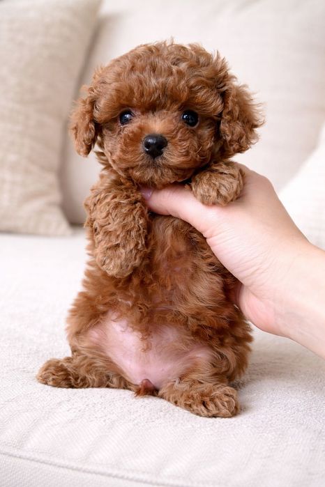 Той пудель дівчинка tea cup