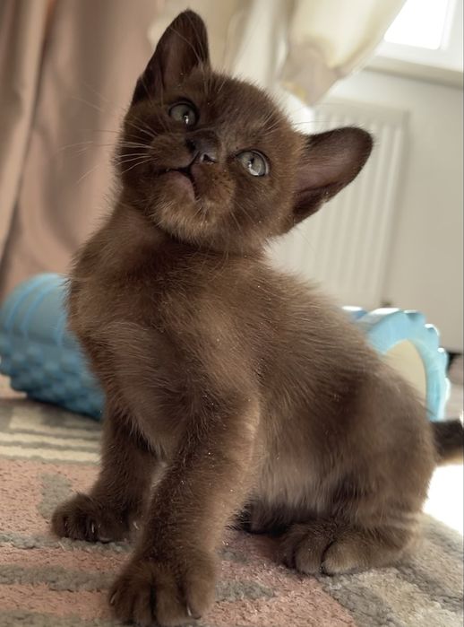 Бурманские котята 03.02.2026г