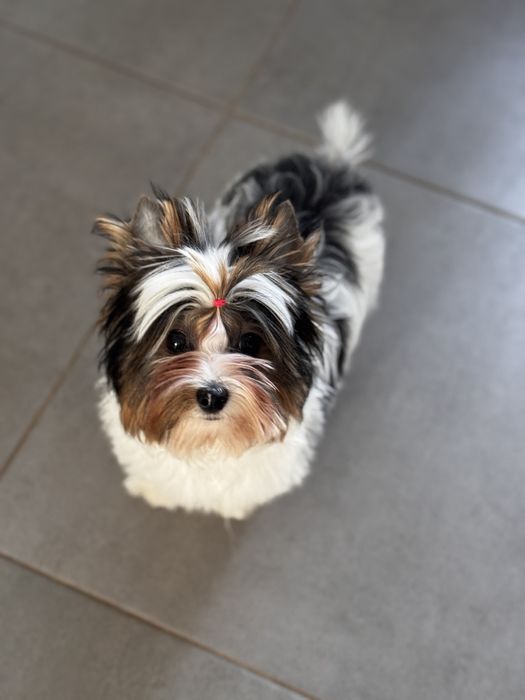 ‼️ Бивер  и́орк милый малыш