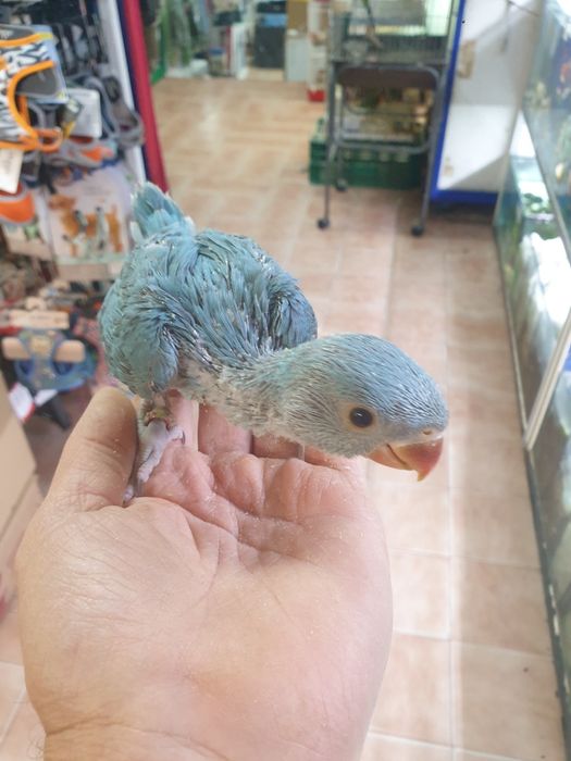 Ring Neck demosticados