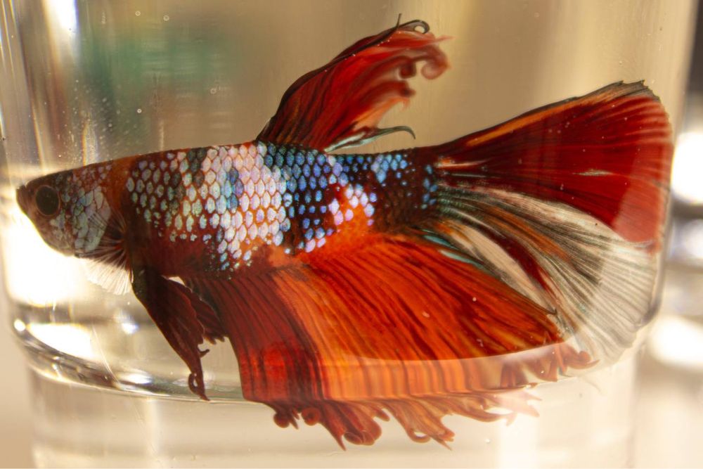Риба Півник. Бійцівська сіамьска рибка. Петушок
