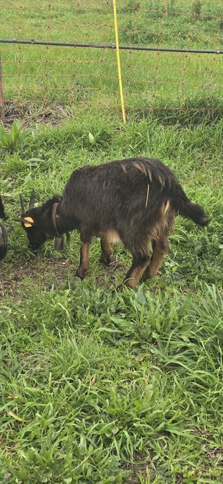 Vendo pequeno rebanho de cabras
