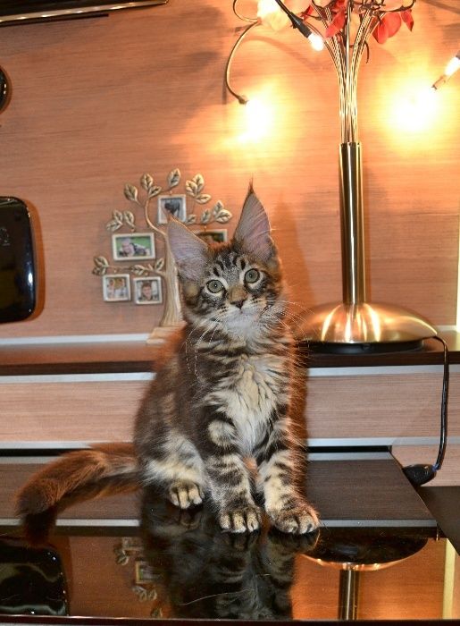 Котенок Мейн-кун элитных кровей,великолепные данные,мальчик и девочка!