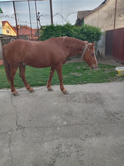 Продається кінь 13 років