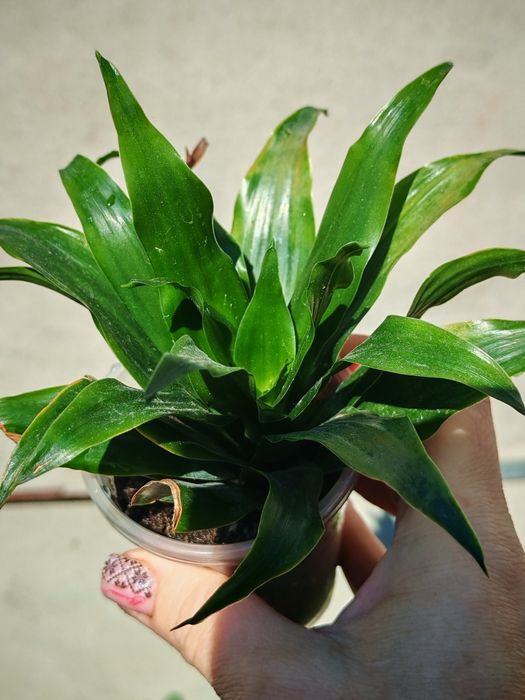 Квіти Драцена кімнатна 100грн