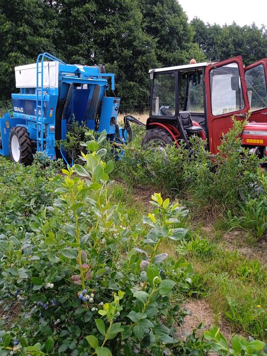 Kombajn braud do borówki porzeczki aronii itd