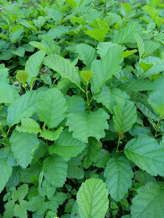 Sadzonki brzozy cała Polska