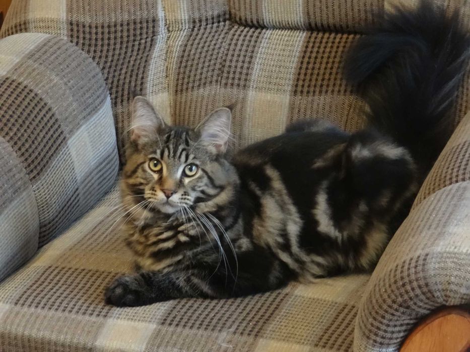 Kotek Maine Coon