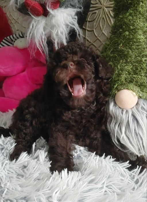 "Солодка цукерочка"! Прегарний хлопчик-той 2,5 міс. з Києва