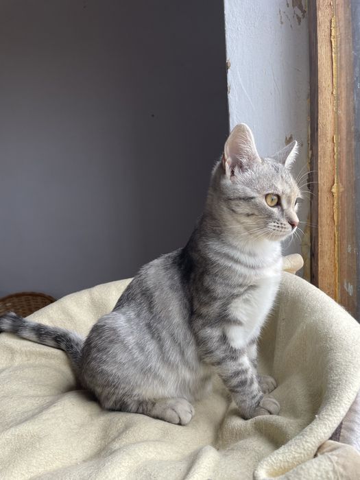 Котенок девочка ищет дом