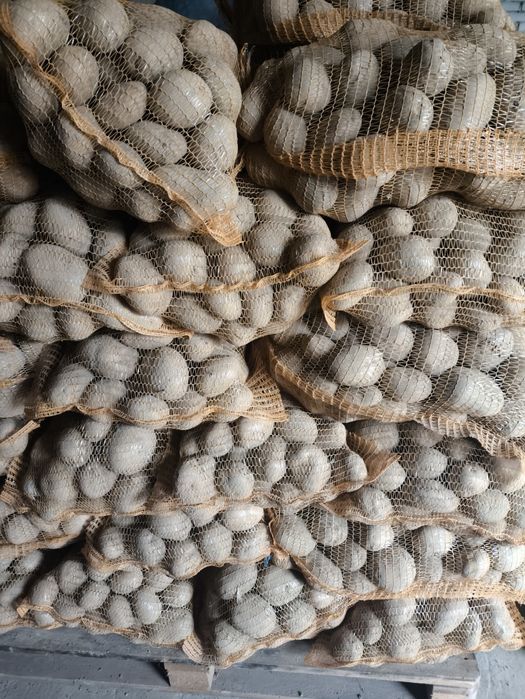 Ziemniaki jadalne duże Satina Argana Arizona Soraya