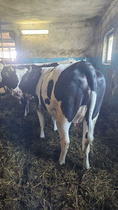 Sprzedam 5 jałówek