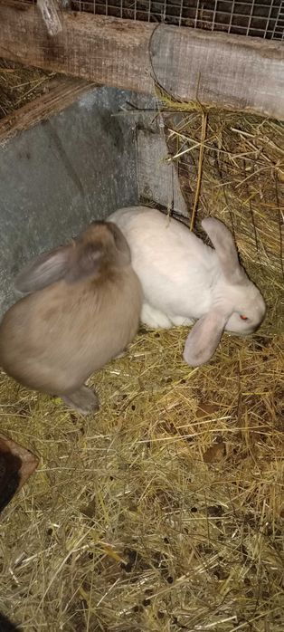 Продам кролі помісні