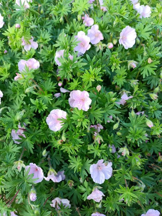 Садові та кімнатні герані