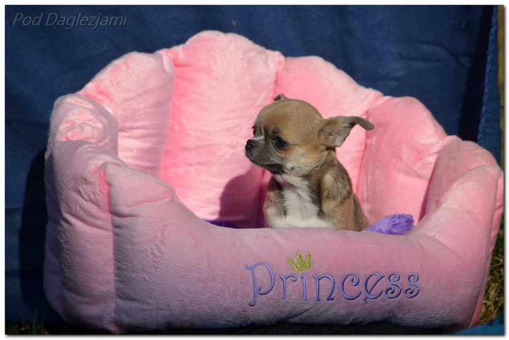 Chihuahua mini piesek