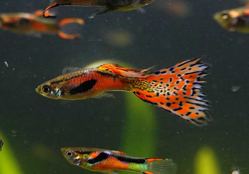 Piękne Gupiki Hybrydy Poecilia Wingei x Poecilia Reticulata Red Nebula