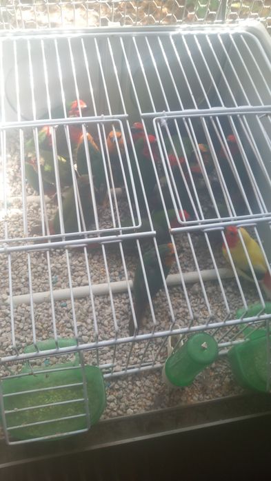 Canários e exóticos