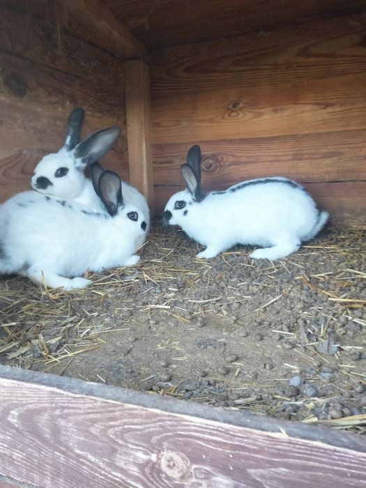 Sprzedam króliki