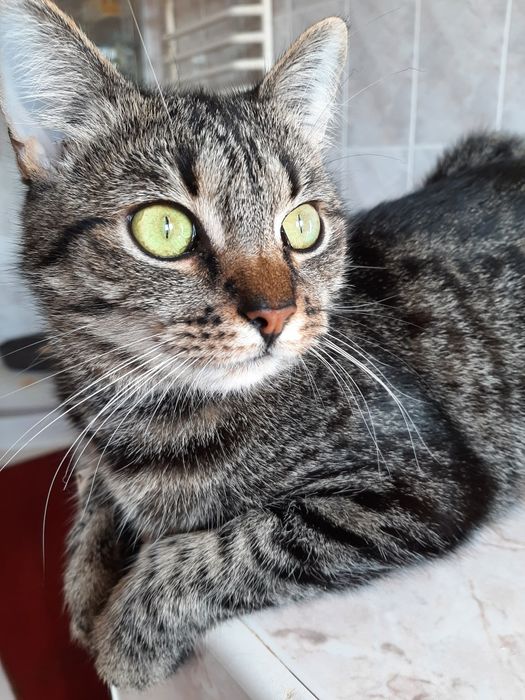 Kotka około  2,4 mce  do adopcji