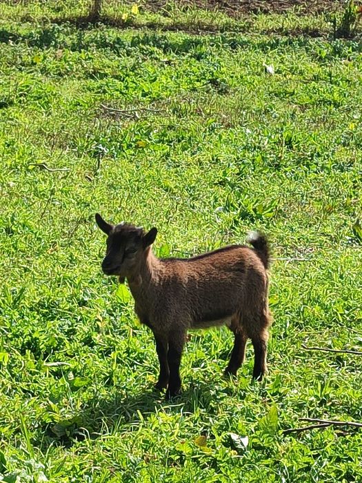 Cabras anãs  muito dóceis