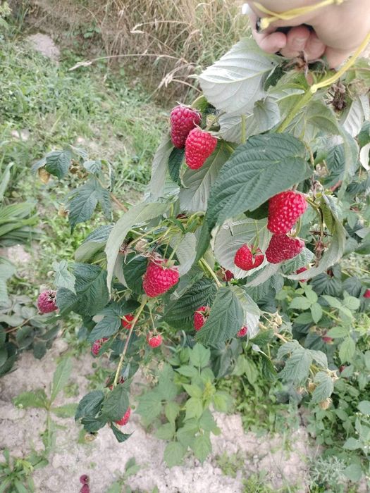 Sadzonki malin odmiana mapena