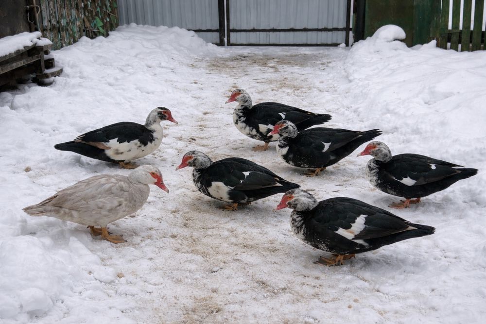 Качки шипуни, мускусні