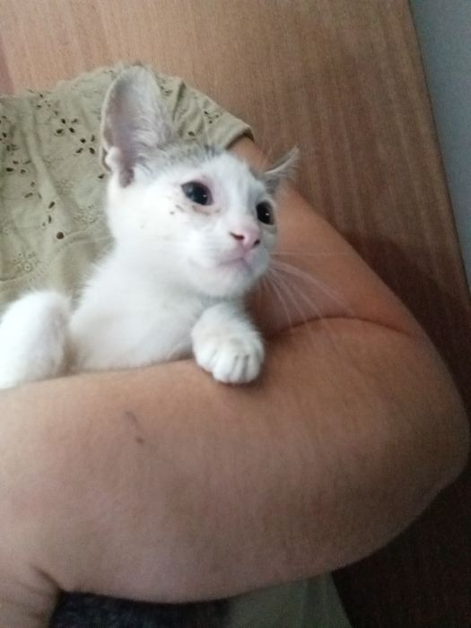 Gatinhos amorosos para adoção responsável