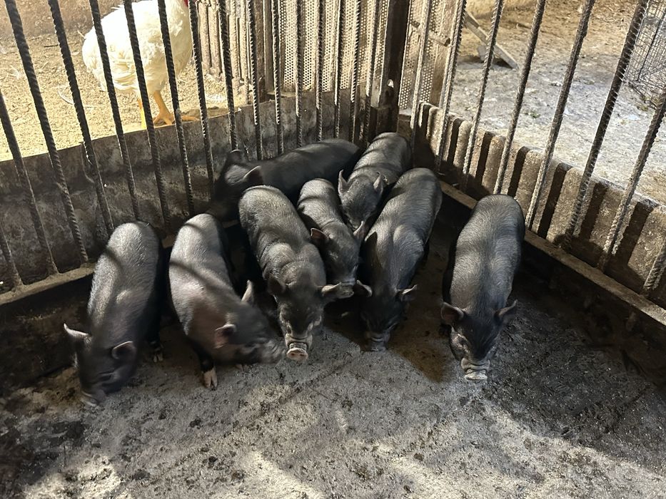 Вʼєтнамські поросята