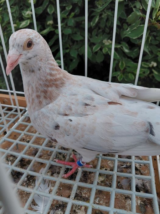 Gołębie pocztowe almond
