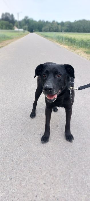 Starszy psiak Rodos szuka domu stałego lub tymczasowego