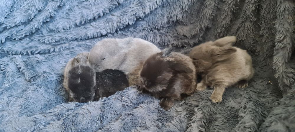Kroliki Baranki po Cudnych rodzicach