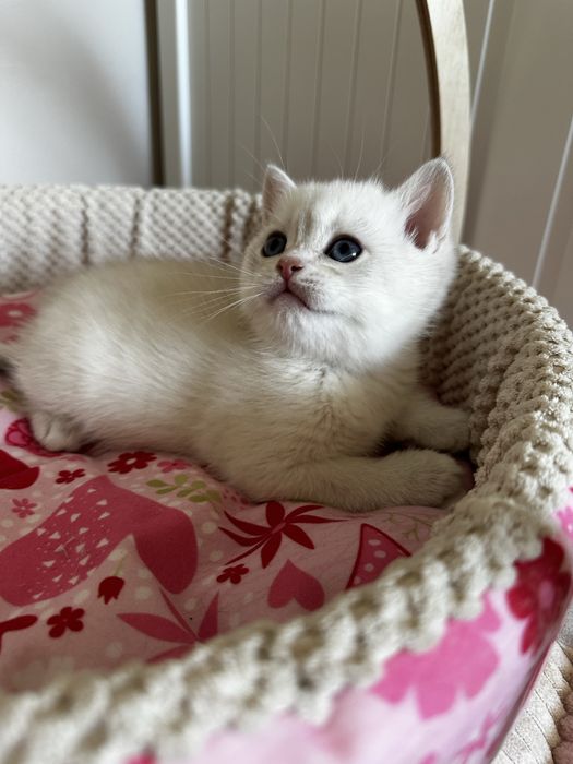 Kot brytyjski kocurek