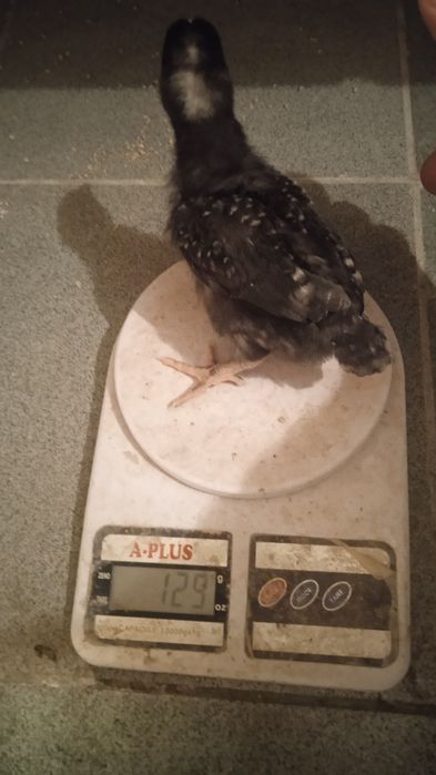 Курчата підрощені ДОМІНАНТ