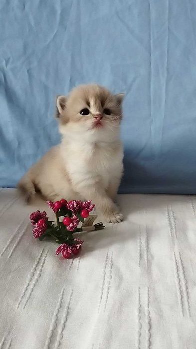 Шотландская золотая шиншилла (голубое золото ау11)