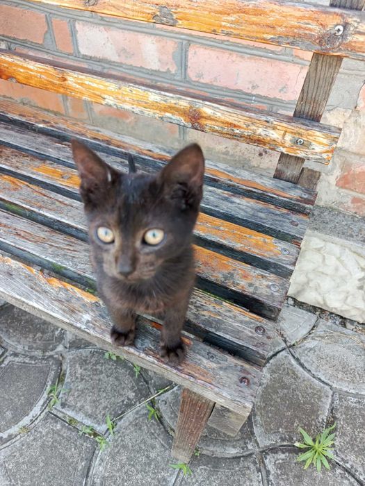 Кошенята в добрі руки