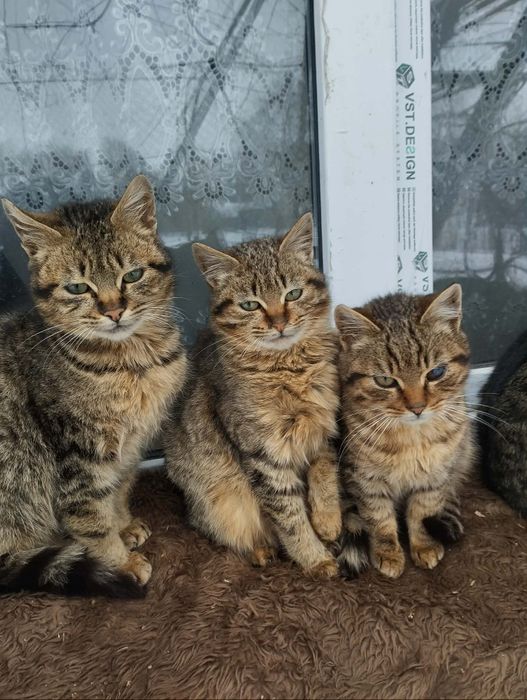 Подарую котика, кішка, котеня