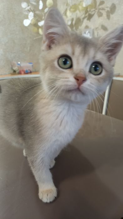 Шотландский котёнок