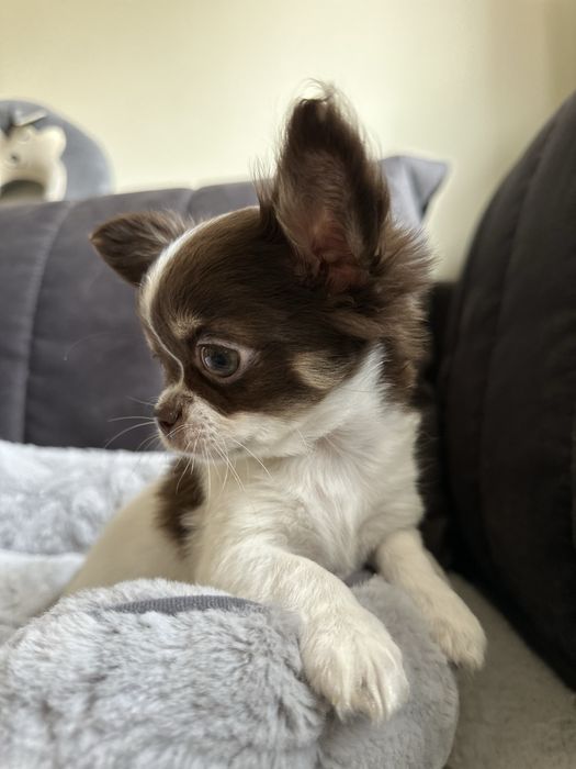 Chihuahua dziewczyna