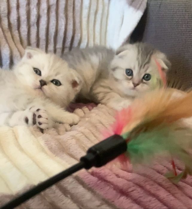 Сніжні, самі ніжні…