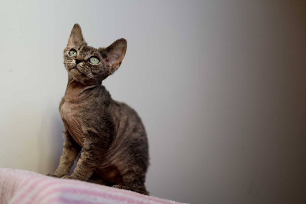 kocurek DEVON REX DOLAR od Paolki*Pl