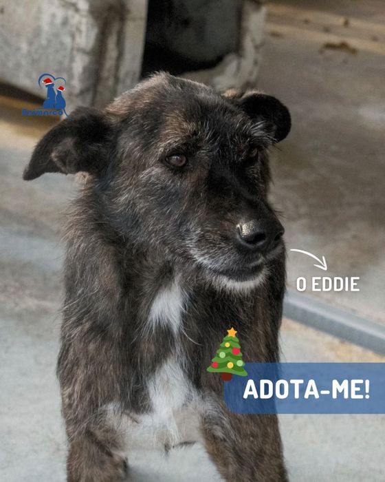 Eddie cao de porte grande