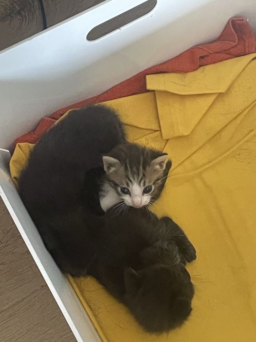3 gatinho para doar