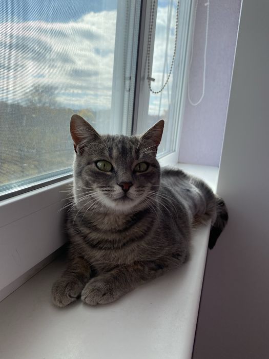 Мурочка шукає домівку