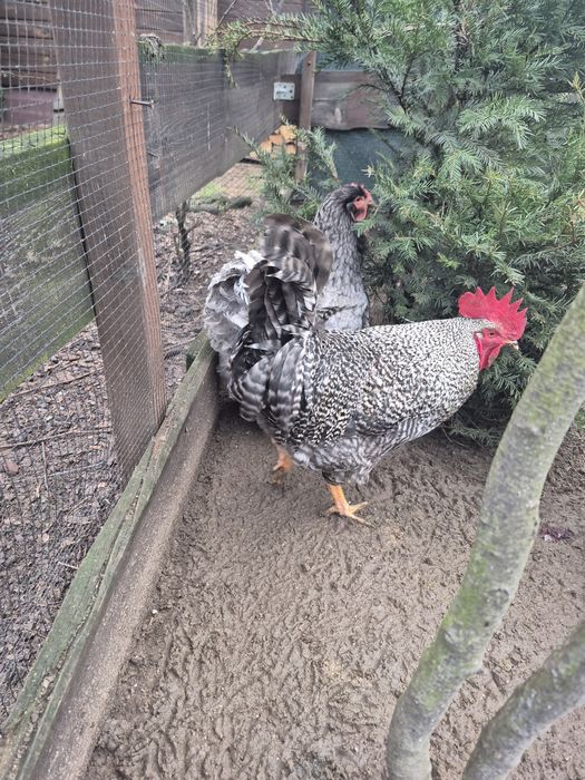 Koguty Maj2025 z własnej hodowli