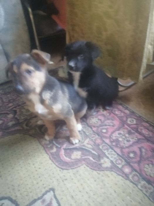 Отдам привезенных щенков